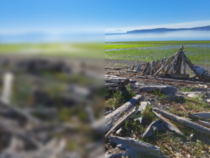 A photograph of a beach. The sky is blue, there is a band of bright green seaweed, and a foreground of gray and brown driftwood. The right half of the image is crisp and sharp. The left half has been edited so it is extremely blurry and individual elements are hard to pick out.